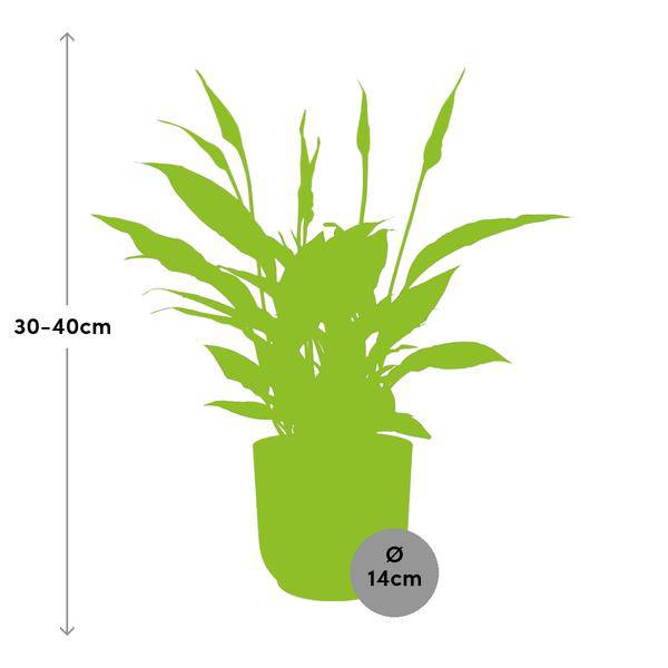 Einblatt - Spathiphyllum Torelli - Zimmerpflanze - 12cm + Topf Vibes Fold 14cm Rosa