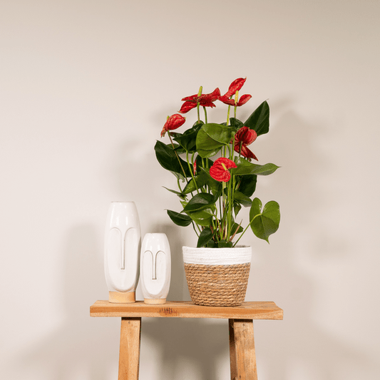 Flamingoblume - Anthurium Rot - Zimmerpflanze - Ø17cm - ↕55cm – Elegante rote Blüten – Pflegeleichte Zimmerpflanze