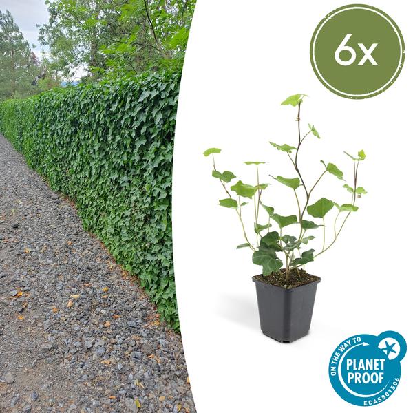 Großblättriger Irischer Efeu Hedera hibernica – Kletterpflanze & Bodendecker – Ø9cm – ↕10-25cm – 6 Pflanzen – pflegeleicht & robust