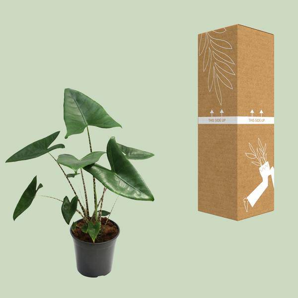 Tiger-Pfeilblatt - Alocasia Zebrina - Zimmerpflanze - Ø21cm - ↕80cm