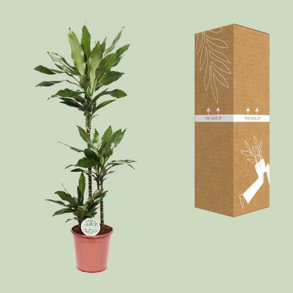 Drachenbaum - Dracaena Janet Lind - Zimmerpflanze - Ø24cm - ↕130cm