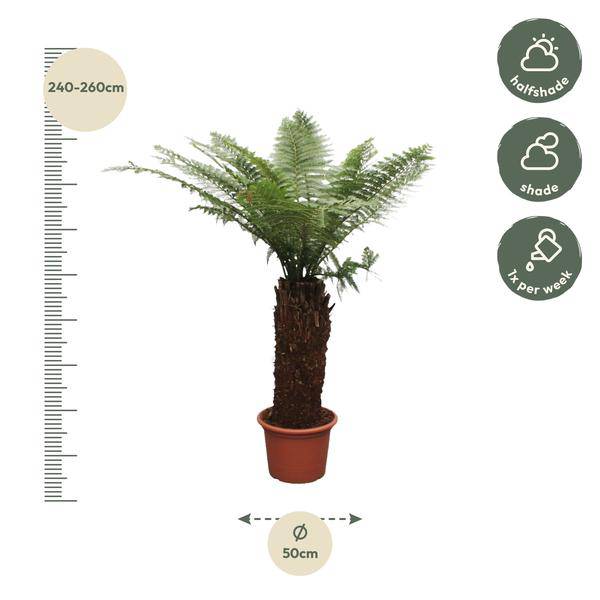 Taschenfarn - Dicksonia Antarctica - 250cm - ø50cm