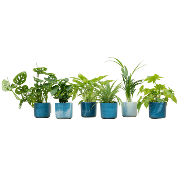 Überraschungskiste - 6 Zimmerpflanzen + Topf Ocean Blue Ø14cm