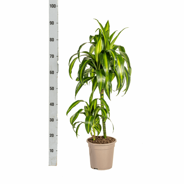 Dracaena Deremensis Hawaiianischer Sonnenschein Ø19cm - ↕70 - 90cm