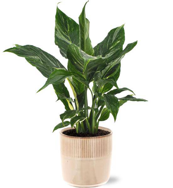 Spathiphyllum Diamond - Einblatt - Zimmerpflanze - Ø12cm - ↕40cm + Terni Topf Rosa Ø13,5x13cm