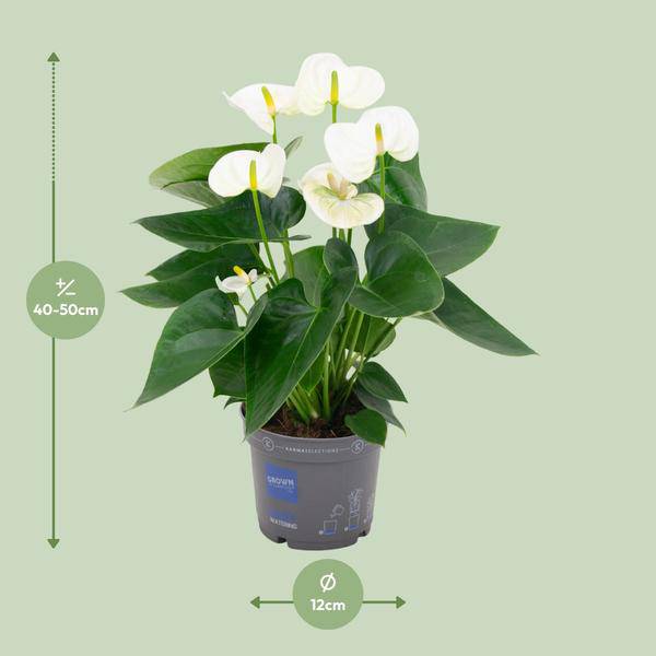 Flamingoblume - Anthurium Weiß - Zimmerpflanze - Ø12cm - ↕43cm