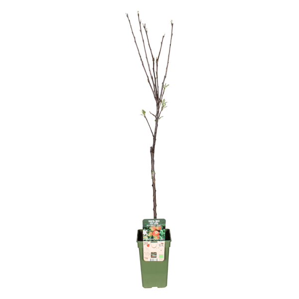 Apfelbaum Elstar – Herbstapfel – Malus Domestica – Ø19cm – 60cm hoch – Obstbaum für Garten & Balkon – Fruchttragend & robust
