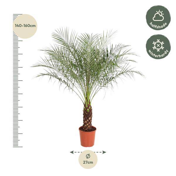 Zwerg-Dattelpalme - Phoenix Roebelenii - Zimmerpflanze - 170cm - ø30cm