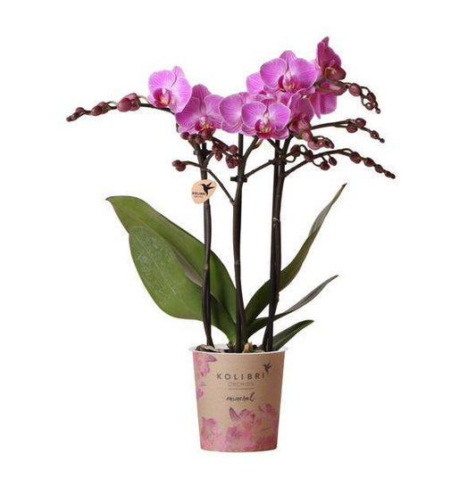 Phalaenopsis-Orchidee Mineral Vienna – Rosa – Ø9cm – Blühende Zimmerpflanze – 2-3 Zweige – Natürliche Farbpracht