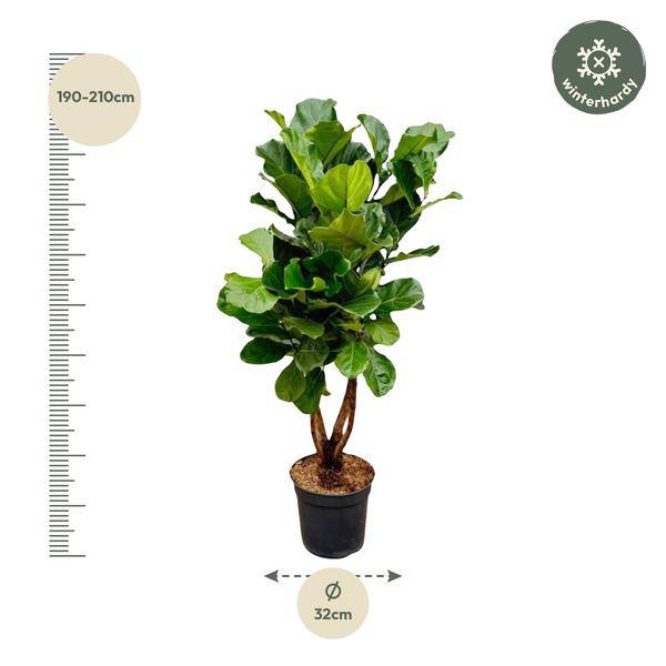 Geigen-Feige – Ficus Lyrata – Zimmerpflanze 200cm – Ø32cm – XXL-Pflanze mit großen geigenförmigen Blättern – Exotische Kübelpflanze für Wohnzimmer & Büro – Pflegeleicht
