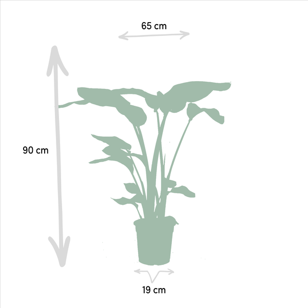Pflanzenset - Monstera Deliciosa - Ø21cm - ↕75cm + Alocasia Zebrina - Ø19cm - ↕75cm + Strelitzia Nicolai - Ø19cm - ↕85cm