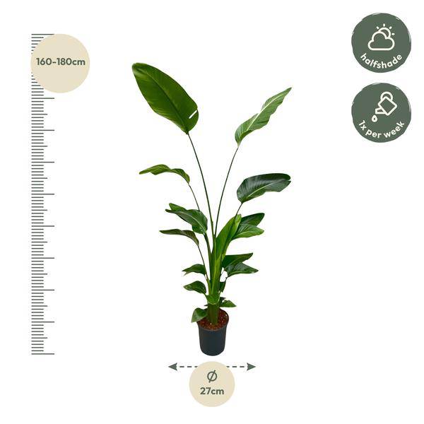 Baum-Strelitzie - Strelitzia Nicolai - Zimmerpflanze - 175 cm - ⌀24cm