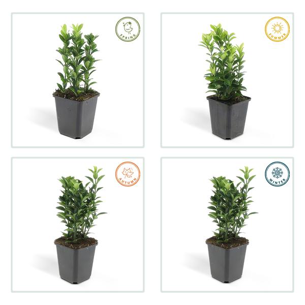 Japanischer Spindelstrauch Euonymus japonicus 'Grüne Spitze' – ↕10-25cm – Ø9cm – 6 Pflanzen – Immergrüner Strauch – Hecken, Beete & Solitär – Sonne & Schatten – Pflegeleicht