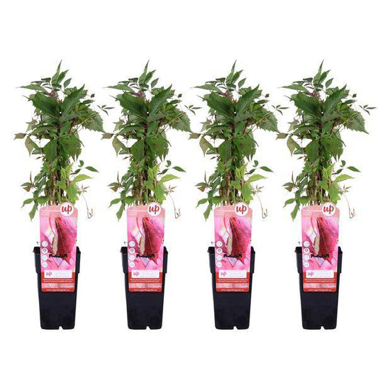 Wilder Wein - Parthenocissus q. var. 'Engelmannii' - ↨65cm - Ø15cm - 4 Stück