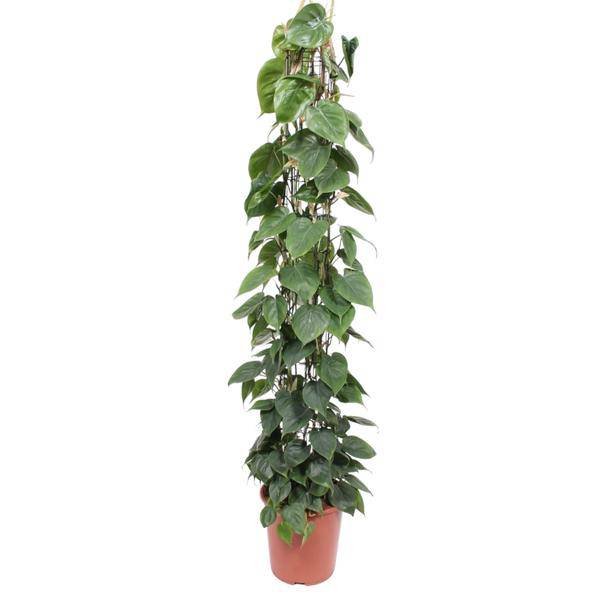 Baumfreund - Philodendron Scandens - Zimmerpflanze - 160cm - ø27cm