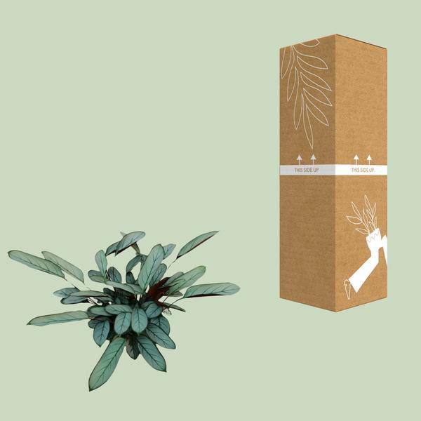 Bamburanta - Ctenanthe Oppenheimiana - Zimmerpflanze - Ø17cm - ↕70cm