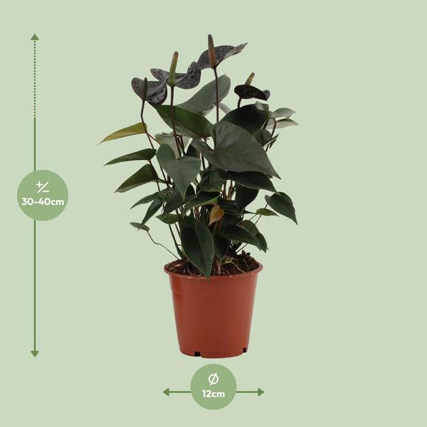 Anthurium Black Love – Flamingoblume – Zimmerpflanze – Ø12cm – ↕36cm – Elegante Anthurie mit glänzenden Blättern & herzförmigen Blüten – Luftreinigende Zimmerpflanze