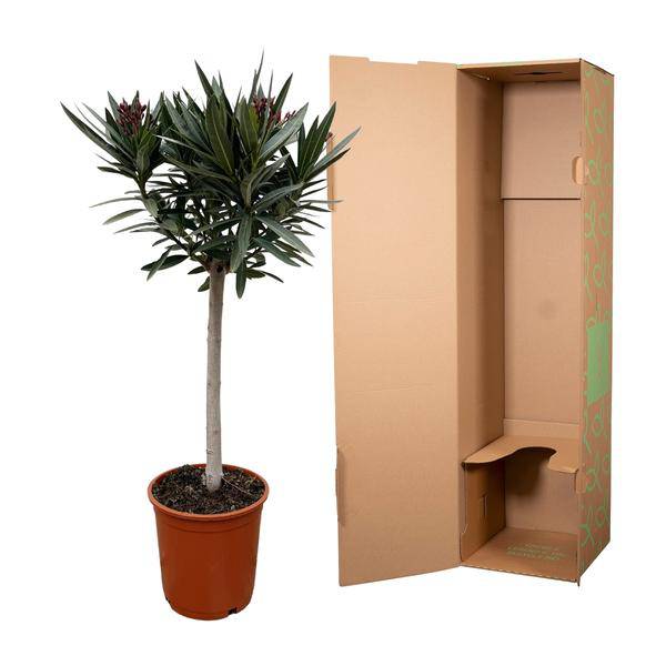 Rosenlorbeer – Nerium Oleander auf Stiel 90cm – Ø22cm – Immergrüne Kübelpflanze mit rosa Blüten – Mediterrane Zierpflanze für Garten, Terrasse & Balkon – Duftend & pflegeleicht