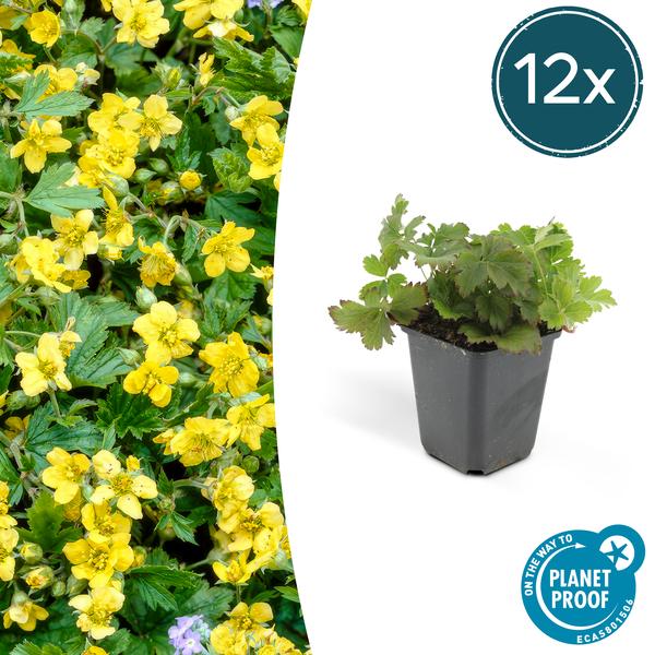 Waldsteinie - Waldsteinia ternata - ↕10-25cm - Ø9cm - 12 Pflanzen – Robuste Bodendeckerpflanze mit gelben Blüten – Sonnig & Halbschattig – Pflegeleicht