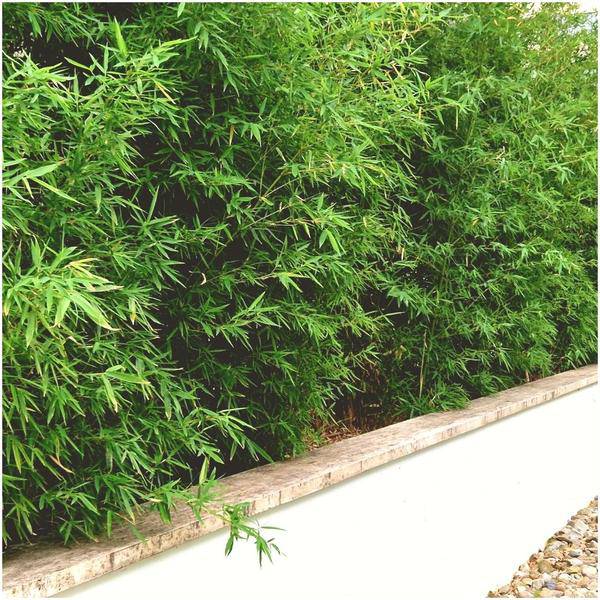 Schirmbambus - Fargesia Rufa - Ø12cm - ↕25cm - 6 Stück