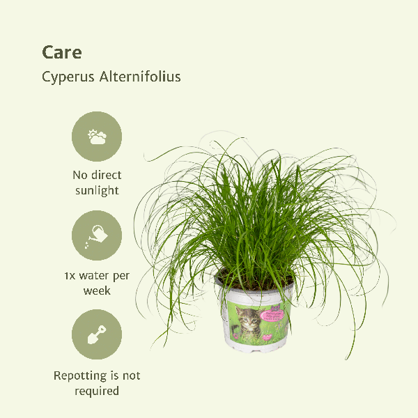Katzengras - Cyperus Alternifolius - Zimmerpflanze - Ø12cm - ↕20cm - 2 Stück