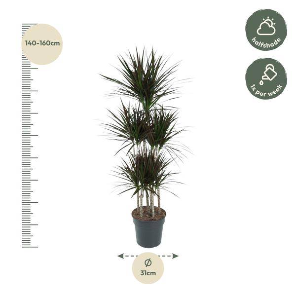 Drachenbaum - Dracaena Magenta Karussell - Zimmerpflanze -150cm - ø31cm