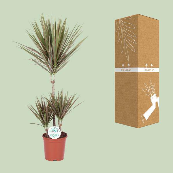Drachenbaum - Dracaena Bicolor - Zimmerpflanze - Ø21cm - ↕95cm