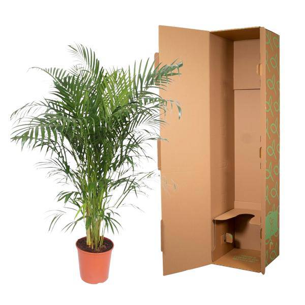 Goldfruchtpalme Dypsis Lutescens – Areca-Palme – 150cm hoch – Ø30cm – Tropische Zimmerpflanze mit federartigen Blättern – Pflegeleicht & dekorativ – Für Wohnzimmer, Büro & Innenräume