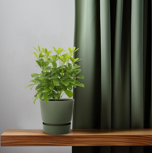 Strahlenaralie - Schefflera Nora - Zimmerpflanze - Ø13cm - ↕35cm