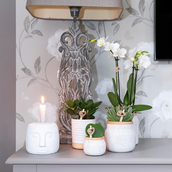 Überraschungsbox mit 4 verschiedenen Orchideen