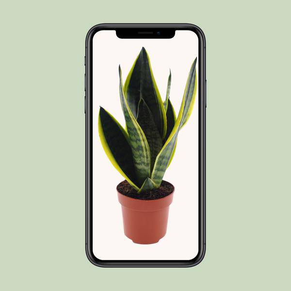 Bogenhanf - Sansevieria Futura Superba - Zimmerpflanze - Ø12cm - ↕30cm