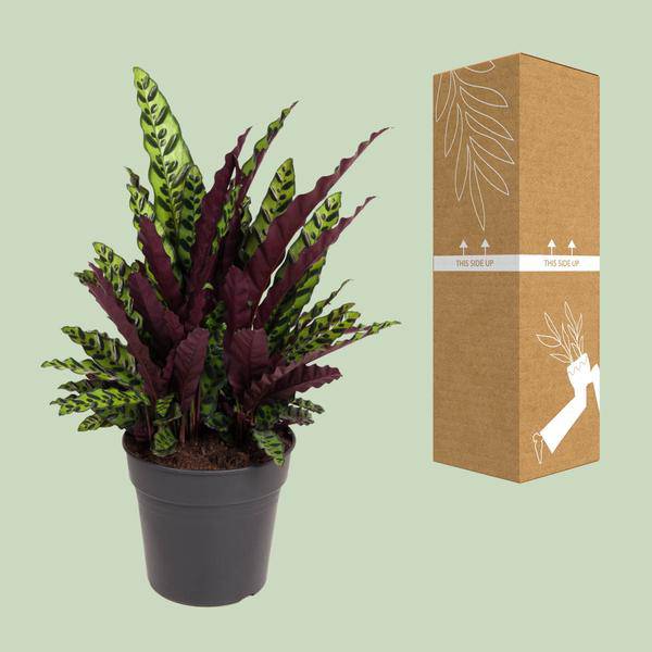 Korbmarante Calathea Lancifolia – Zimmerpflanze – Ø27cm – ↕70cm – Tropische Zimmerpflanze mit exotischem, schlangenähnlichem Blattmuster – Für Halbschatten & indirektes Licht