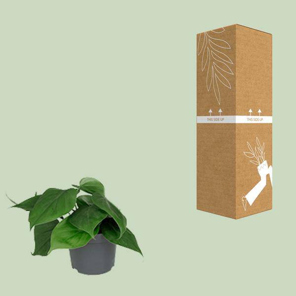 Philodendron Scandens – Baumfreund – Zimmerpflanze – Ø12cm Topf – ↕15–20cm Höhe – Pflegeleicht – Luftreinigend – Halbschatten – Grünpflanze für Zuhause & Büro