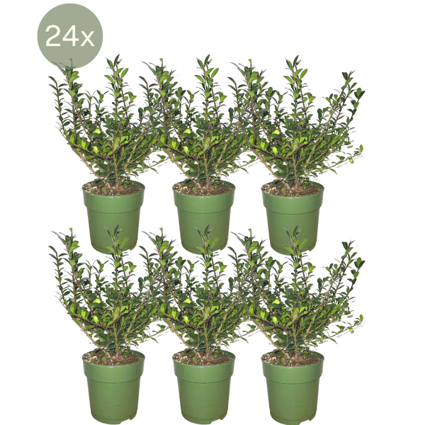Stechpalmenhecke - Ilex crenata 'Jenny'® - 1 Meter - Pflanzenset mit 6 winterharten Heckenpflanzen - Immergrüne Hecke