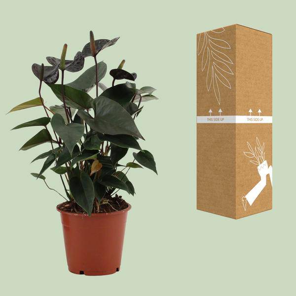 Anthurium Black Love In durchsichtiger Hülle - Flamingoblume - Zimmerpflanze - Ø12cm - ↕36cm