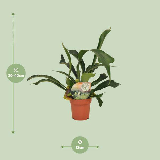 Geweihfarn - Platycerium Bifurcatum - Zimmerpflanze - Ø12cm - ↕35cm