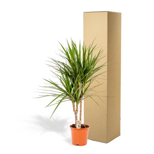 Drachenbaum Dracaena Marginata – Zimmerpflanze – ↕90cm – Ø17cm – Luftreinigende Grünpflanze – Pflegeleicht – Für Wohnzimmer, Büro & Schlafzimmer – Direkt aus der Gärtnerei