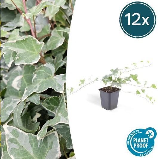 Weißgrüner Efeu Hedera helix 'Glacier' – 12 Pflanzen – ↕10-25cm – Ø9cm – Vielseitiger Bodendecker & Heckenpflanze – Pflegeleicht & schnell wachsend – Für Sonne & Schatten