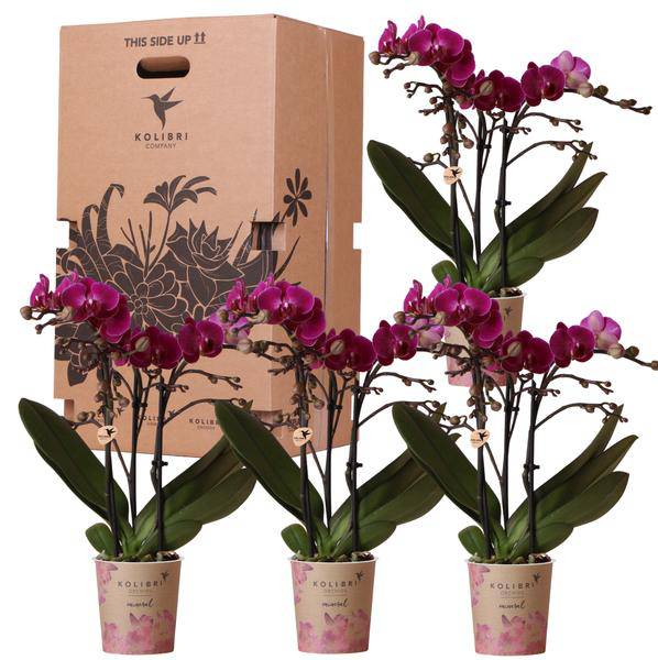 Überraschungsbox - 4 verschiedene Orchideen