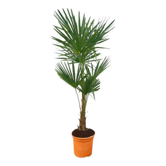 Trachycarpus fortuneii – Chinesische Hanfpalme – Exotische Zimmer- und Gartenpflanze – Höhe ca. 150cm – Topf Ø27cm