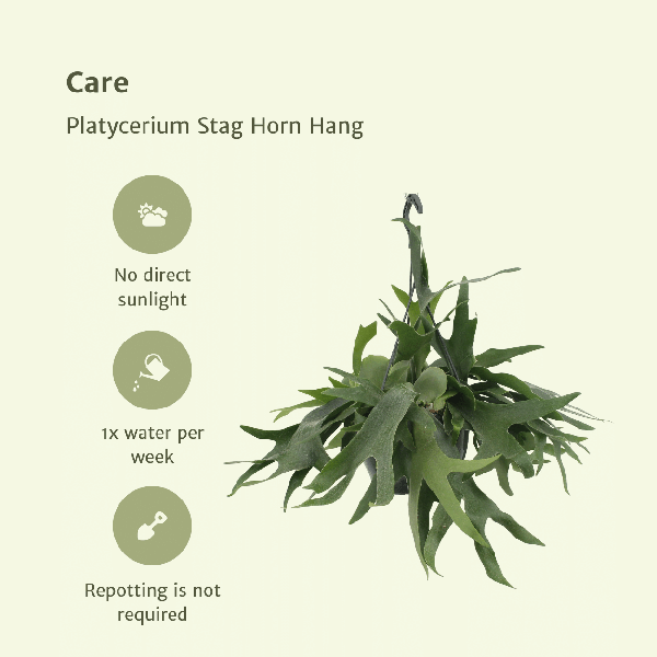 Platycerium Hirschhorn-Hang - Ø21cm - ↕50cm - Oasis of Life