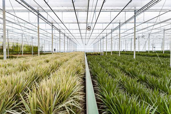 Drachenbaum Dracaena Marginata – Zimmerpflanze – Ø21cm x ↕120cm – Tropische Grünpflanze mit luftreinigender Wirkung – Pflegeleicht – Ideal für Wohnzimmer & Büro