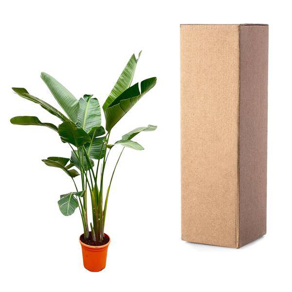 Strelitzia Augusta – Baum-Strelitzie XXL – Weißer Paradiesvogel – 250cm hoch – Ø38cm – Zimmerpflanze mit großen Fächerblättern – Exotischer Blickfang für helle Räume