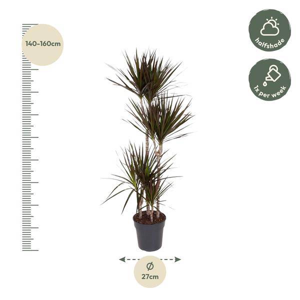 Drachenbaum - Dracaena Magenta - Zimmerpflanze - 150cm - ø27cm