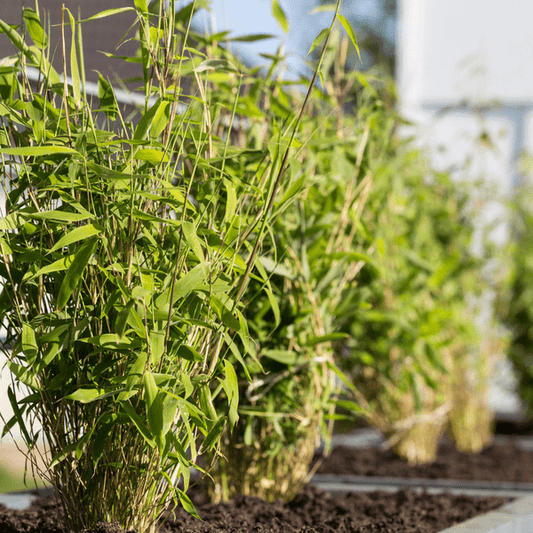 Schirmbambus - Fargesia Rufa - Ø12cm - ↕25cm - 6 Stück