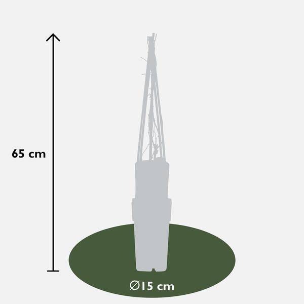 Wilder Wein - Parthenocissus q. var. 'Engelmannii' - ↨65cm - Ø15cm - 3 Stück