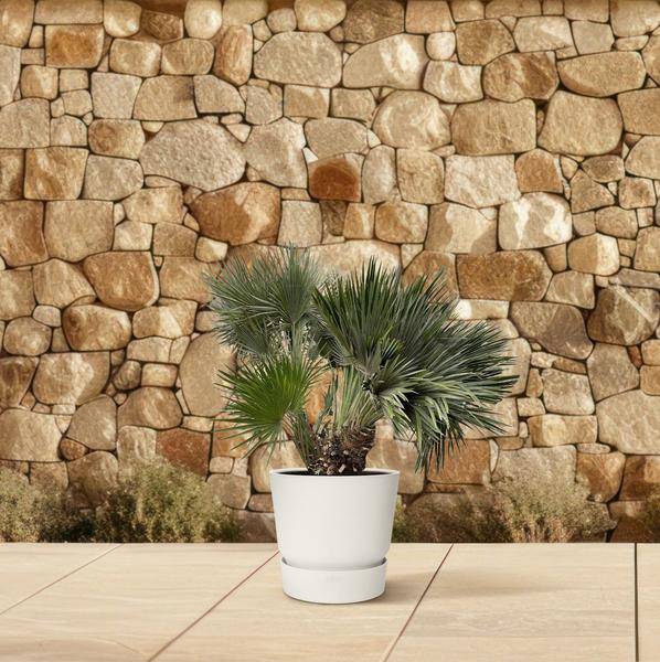 Zwergpalme - Chamaerops Humilis - Zimmerpflanze - 120cm - ø80cm