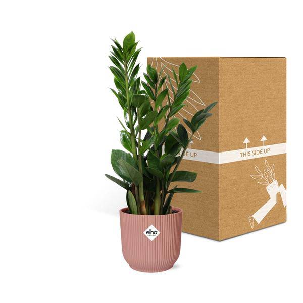 Glücksfeder Zamioculcas – 45-50cm Zimmerpflanze inkl. Ziertopf Vibes Fold Rosa Ø14cm – Pflegeleichte Grünpflanze mit glänzenden Blättern – Robust & luftreinigend – Für Wohnzimmer & Büro