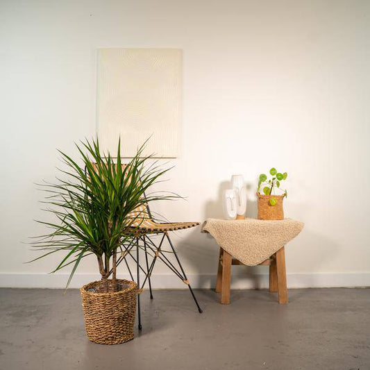 Drachenbaum Dracaena Marginata – Zimmerpflanze – ↕90cm – Ø17cm – Luftreinigende Grünpflanze – Pflegeleicht – Für Wohnzimmer, Büro & Schlafzimmer – Direkt aus der Gärtnerei