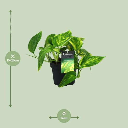 Efeutute - Scindapsus Epipremnum Pinnatum HiColor - Zimmerpflanze - Ø12cm - ↕20cm